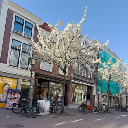 choorstraat blossom